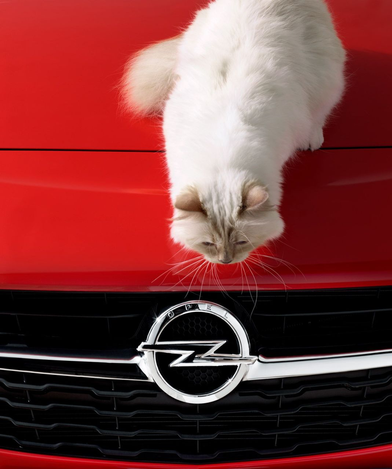 Illustration for article titled Karl Lagerfeld's Cat Is Now (Adorably) Advertising Cars